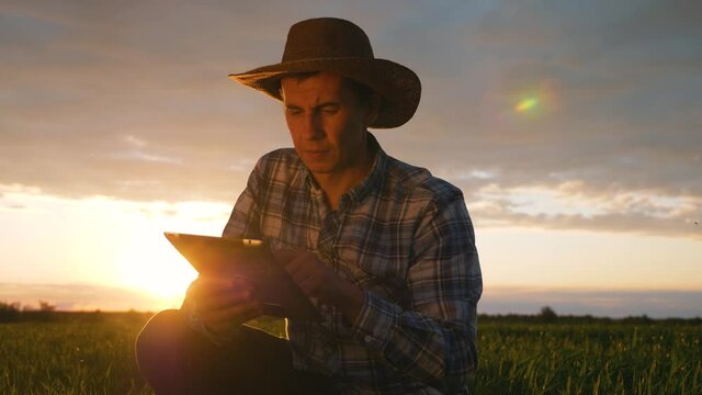 Rural ecology. A rural farmer agronomist walks through a wheat field at sunset with a shovel in his hands. ecological culture. A farmer agronomist checks a fertile wheat field, land in an ecological