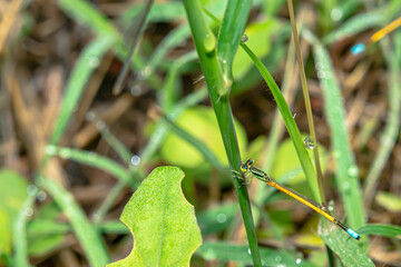 Dragonflies never fly perched on a leaf.