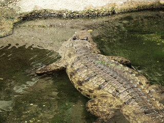 (Crocodylus niloticus) Crocodile du Nil, corps à longue queue, pattes palmées, machoire puissante à moitié submergé dans l'eau 