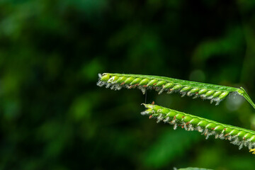 Some pollen that has already bloomed