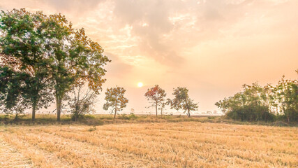The sun rises in the morning Shining light on everything in the world, this video was taken in the morning. The rice fields Ban Mi District Lopburi, Thailand, endless circulation, living things depend