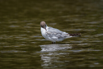 A black headed gull, Chroicocephalus ridibundus, stand isolated in the water preening its feathers. there are no people or other birds about