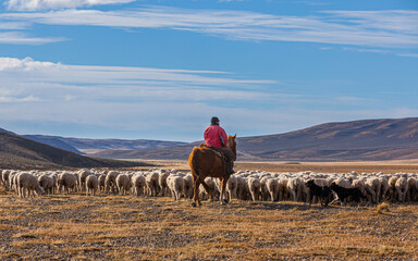 Sheep farming in Patagonia: a Gaucho on horseback with his sheep in the endless landscape of Tierra del Fuego - obrazy, fototapety, plakaty