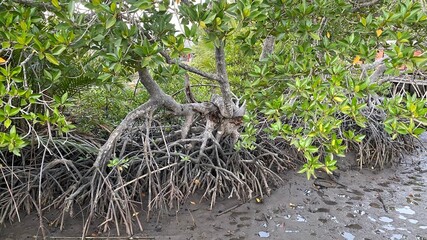 Planting mangrove forests, mangrove forests to preserve the soil surface. Seaside beach