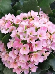 beautiful colorful bright blooming Kalanchoe flowers. A succulent plant. Floral Wallpaper