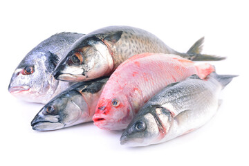 Sea fish on a white background