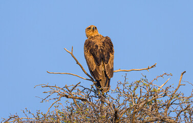 Tawny eagle (aquila rapax) in tree top seen on the back