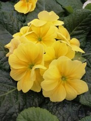 beautiful colorful bright blooming Kalanchoe flowers. A succulent plant. Floral Wallpaper