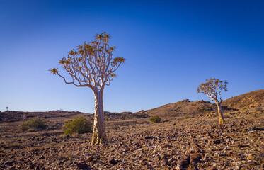 Quiver trees (Aloidendron dichotomum) in the arid desert landscape of south Namibia