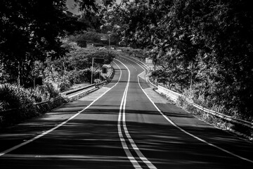 Regular road of State of São Paulo (Brazil) with trees (with very green and healthy leaves) and a small bridge [Black and White colors]
