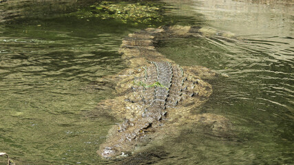 (Crocodylus niloticus) Crocodile du Nil, grand corps olive-brun, yeux, oreilles et narines au...