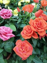 beautiful colorful bright blooming miniature roses. Floral Wallpaper
