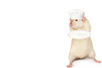 funny cute rat chef with an empty plate in his hands on a white background