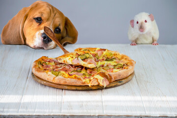 beagle dog and rat sad look at pizza with ham and cheese, abstraction diet