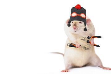 funny cute rat builder with tools makes repairs on white background