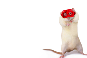 funny cute rat looks in virtual reality glasses on a white background