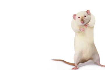 funny cute rat stands and looks on a white background