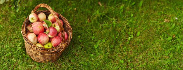Apples in a Basket Outdoor. Sunny Background. Autumn Garden