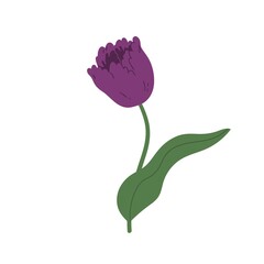 Gorgeous blossomed violet tulip. Elegant spring flower with stem and leaf isolated on white background. Colorful flat vector illustration