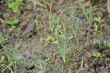 the ripe green onion plant seedlings in the farm.
