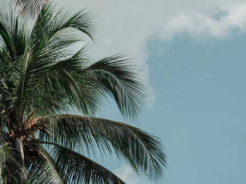 Coconut palm tree with sun light on sky and cloud background.