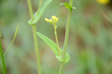 the green ripe mustered leaf with plant in the farm.