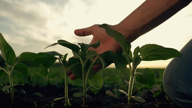 Agriculture. Farmer hand in a field at sunset. Farmer touches green sprouts with his hand in fertile soil. Farmer hand soil and ecology. Green sprouts in fertile soil in the field. Agriculture concept