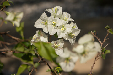  White Bougainvillea flower in dark background