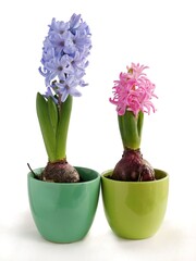 mulricolor flowers of hyacinth plants at spring