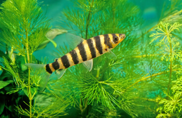 Leporinus fasciatus