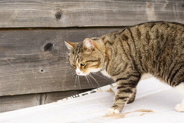 portrait of a tabby cat outdoors