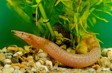 Zig-zag eel, Mastacembelus armatus
