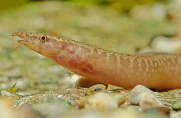 Fototapeta premium Zig-zag eel, Mastacembelus armatus