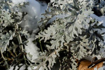 Ornamental plants. Crested ashberry, or Jacobea seaside  (Jacobaea maritima) with snow.