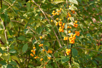 Duranta erecta fruits on branches in the morning. Golden dewdrop