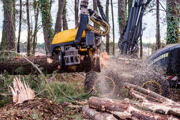 Fototapeta premium machine for cutting tree trunks used in the forestry industry