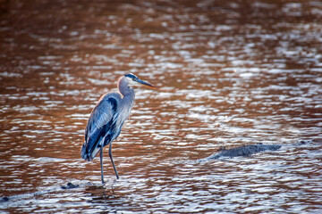 Great Blue Heron Standing in a Rust colored pond with sun sparkles