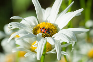 Obraz premium Trichodes apiarius, of the family Cleridae.