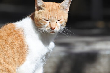 Orange and white bicolor cat is closing its eyes and sitting with good manner. Upper body.
