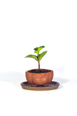 Fototapeta na wymiar Ficus microcarpa bonsai in tiny brown ceramic bowl on white background