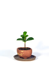 Ficus microcarpa bonsai in tiny brown ceramic bowl on white background