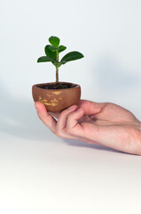 Ficus microcarpa bonsai in tiny brown ceramic bowl on white background held in hand