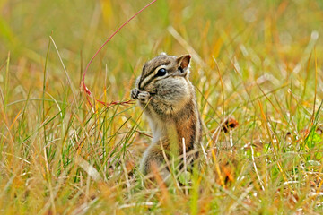 Chipmunk in the grass feeding on plant seeds.