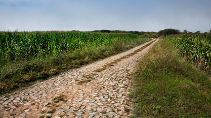 Fototapeta na wymiar Stone-paved road in the cornfields