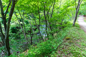 笛吹川沿いの風景（西沢渓谷）／山梨県【秩父多摩甲斐国立公園】
