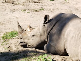 rhino in zoo