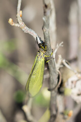 The antlion sp., of the family Myrmeleontidae.