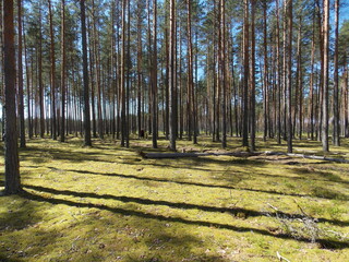 pine forest in summer in sunny weather blue sky