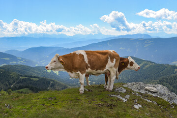 Fototapeta na wymiar Kühe auf den Berggipfel in Österreich