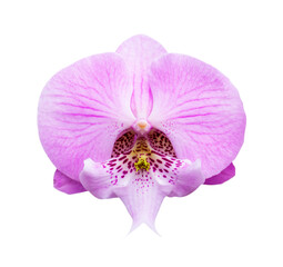 Pink orchid isolated on white background, soft focus and clipping path.